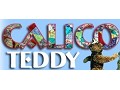 Calico Teddy - logo