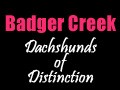 Badger Creek Dachshunds - logo